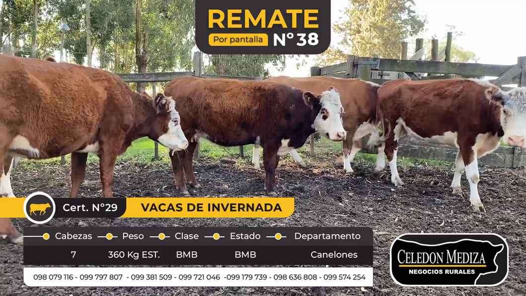 Lote 7 Vacas de Invernada en Canelones