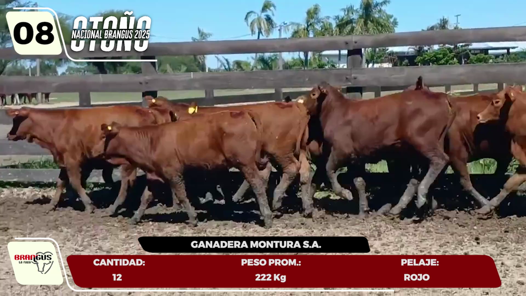 Lote LOTE 8