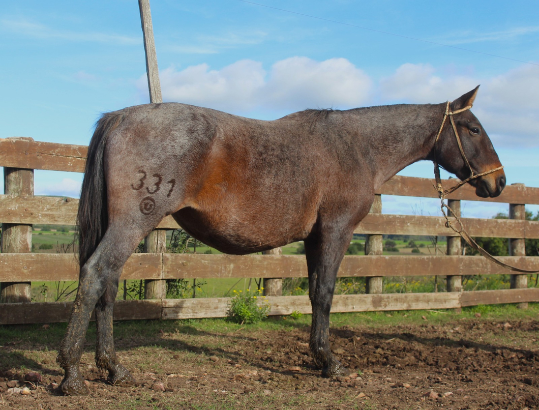 Lote CHINA DE FRAILE MUERTO