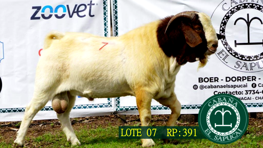 Lote RP 391