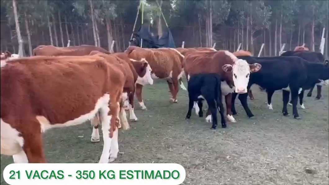 Lote 21 vacas