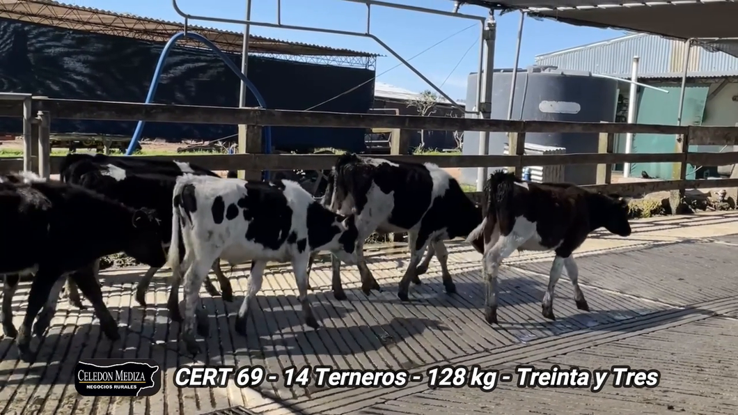 Lote 14 Terneros en Treinta y Tres