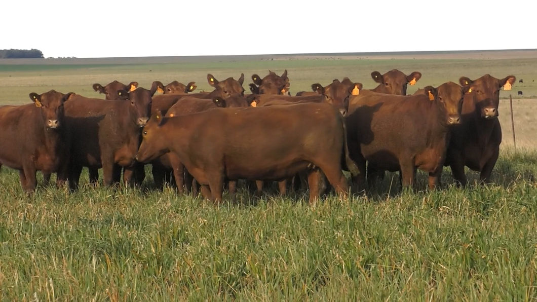 Lote VACAS  ANGUS COLORADAS MAS  C/ GTIA DE PREÑEZ