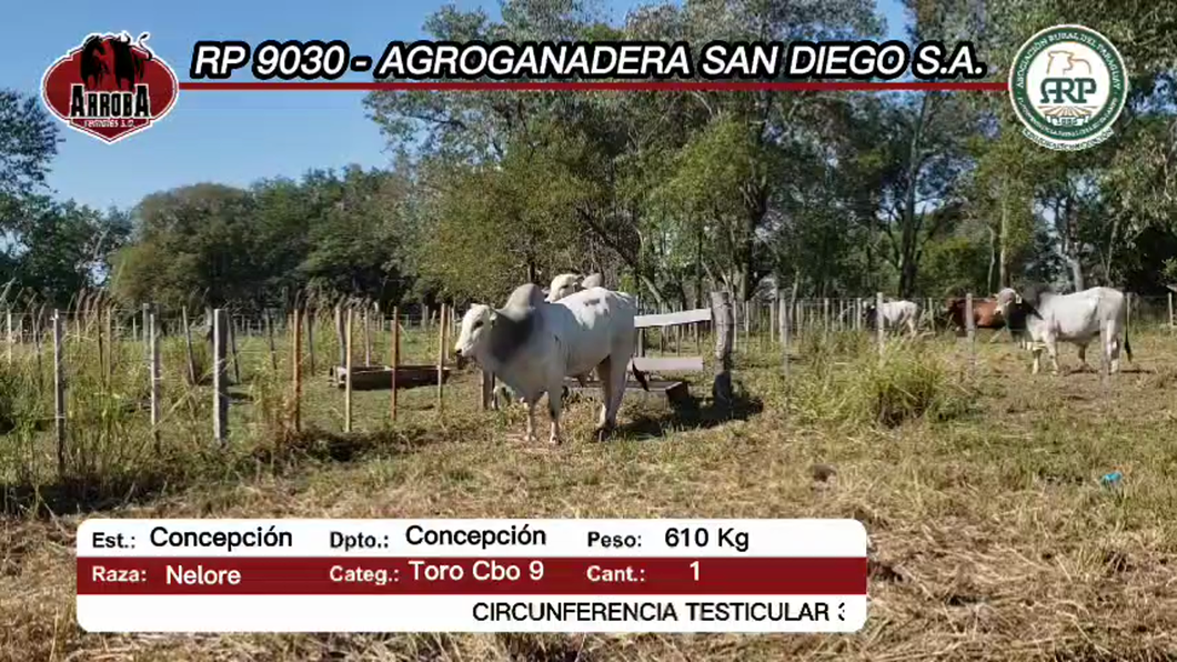 Lote Toros NELORE a remate en Feria Aniversario Concepción - Arroba Remates S.A 610kg -  en CONCEPCION