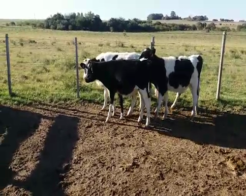 Lote LOTE 37