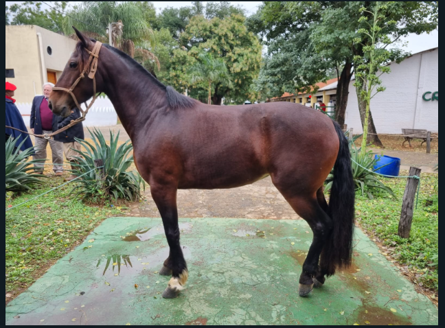 Lote CRIOLLOS EXPO INTERNACIONAL 2022 RP 21- LOTE 3