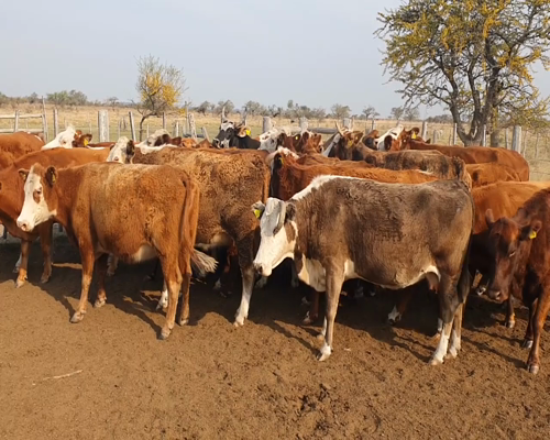 Lote 33 Vacas de invernar en Curuzú-Cuatiá, Corrientes
