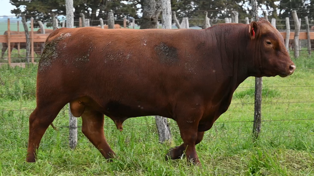 Lote 1 - La Colorada Red Angus