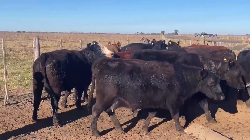 Lote 10 Vacas usadas preñadas en Gral. Paz, Buenos Aires