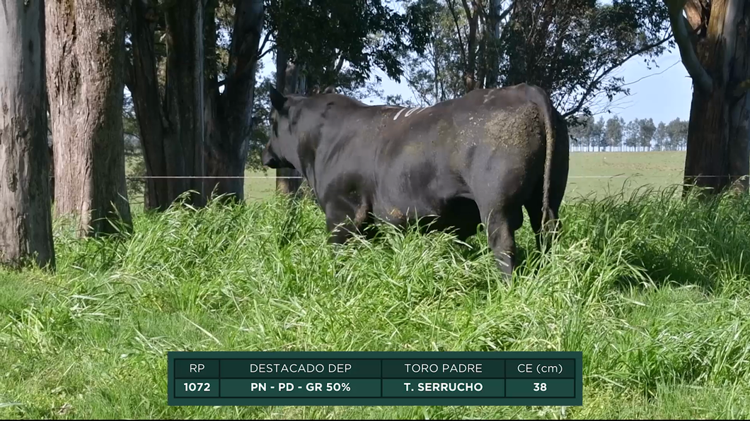 Lote Toros a remate en 16º Remate Anual La Campana de Ardao, Treinta y Tres