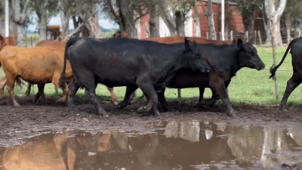 Lote 15 Vaquillonas C/ gtia de preñez