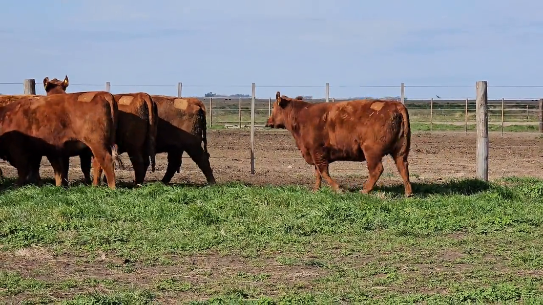 Lote Vaquillonas PC  "Los Tigres"  de Juan Adolfo Lafontaine