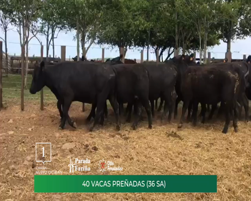 Lote 40 Vacas Preñadas (36 SA)