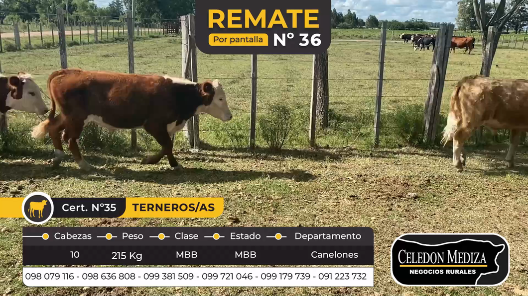 Lote 10 Terneros y Terneras en Canelones