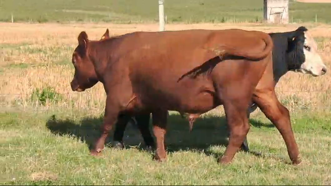 Lote 3 Toros a remate en Pantalla Camy 300kg - , San José