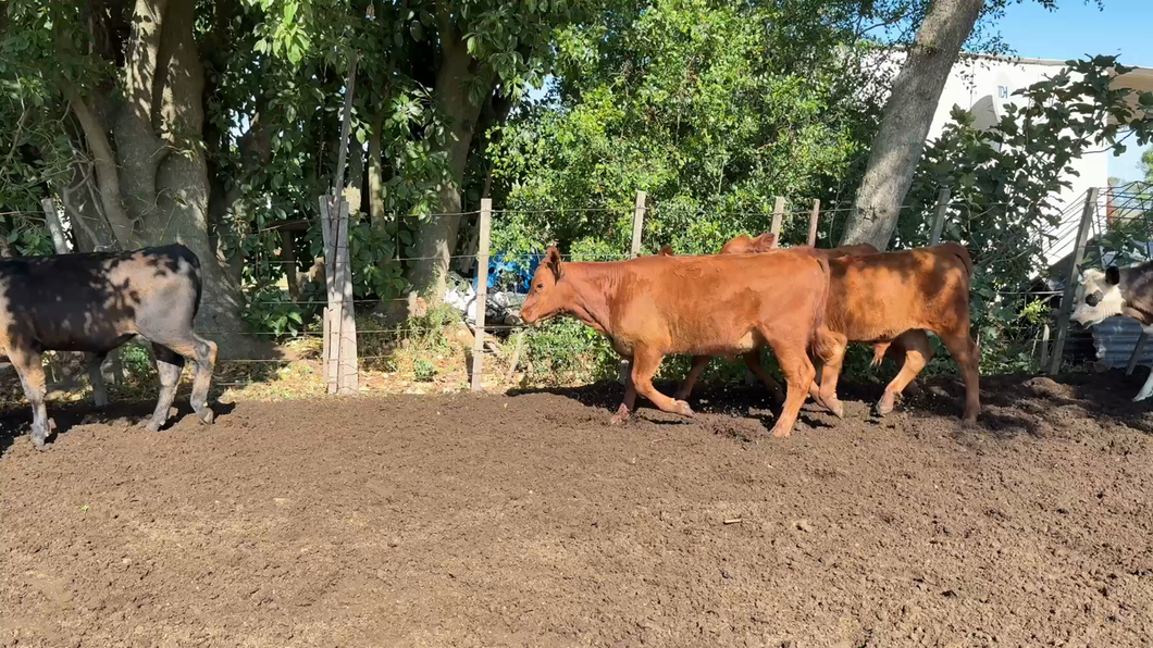 Lote TERNEROS