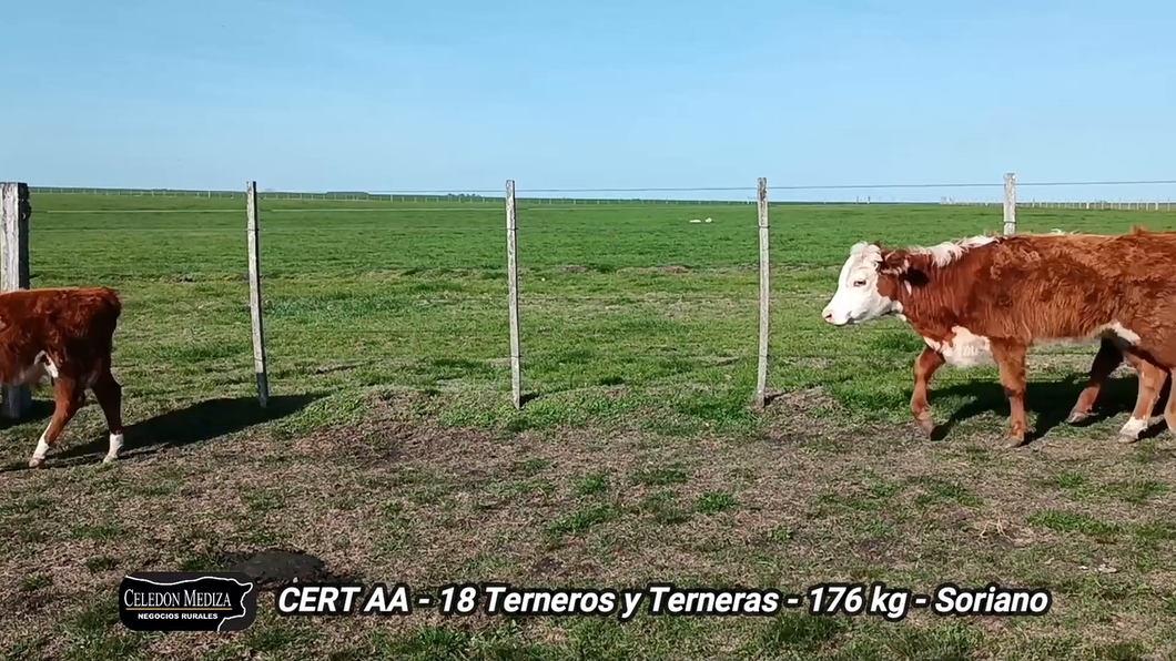 Lote 18 Terneros y Terneras en Soriano