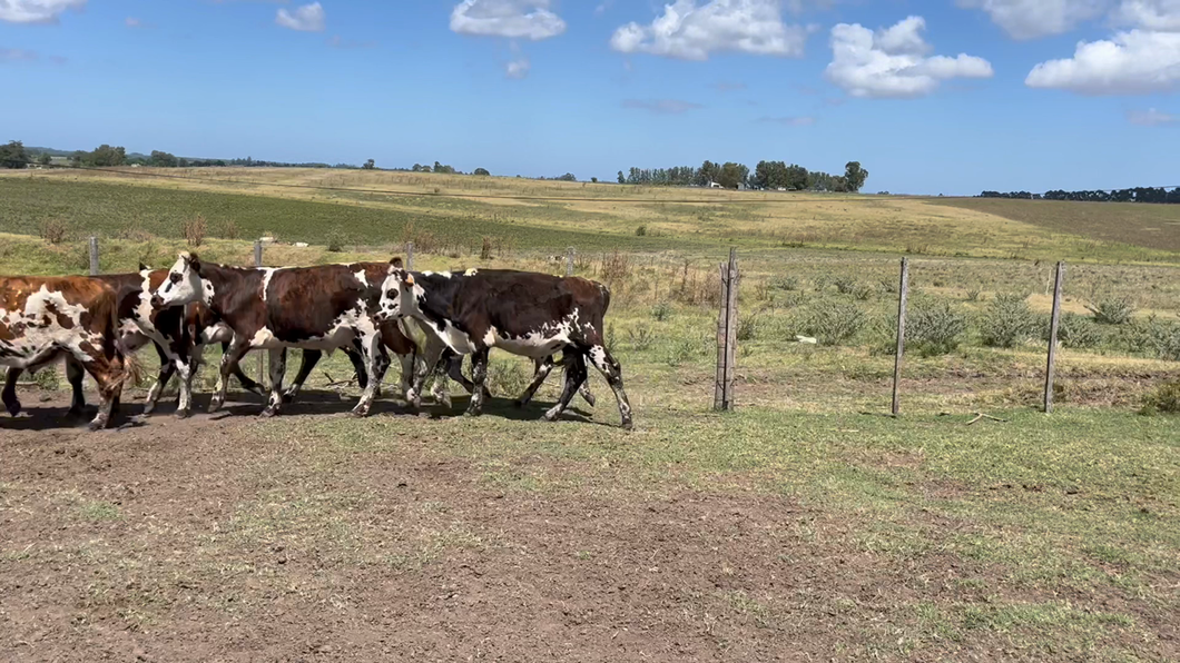 Lote NOVILLOS 1 a 2 AÑOS