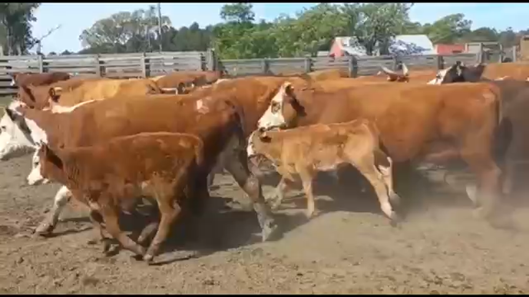 Lote 50 Vacas nuevas C/ cria en Concordia, Entre Ríos