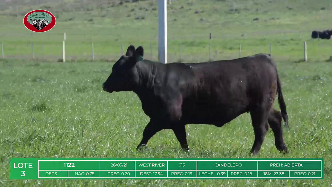 Lote HEMBRAS ANGUS