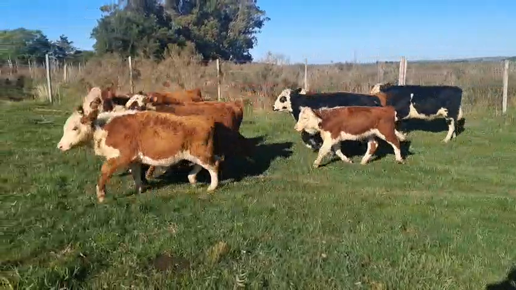 Lote TERNEROS