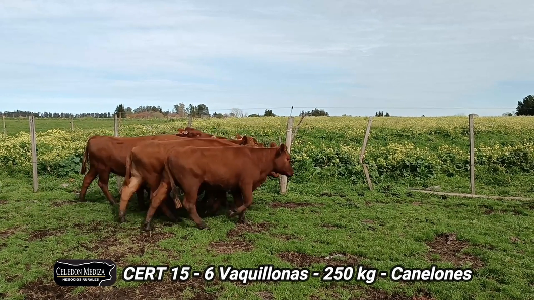 Lote 6 Vaquillonas 1 a 2 años en Juanicó, Canelones