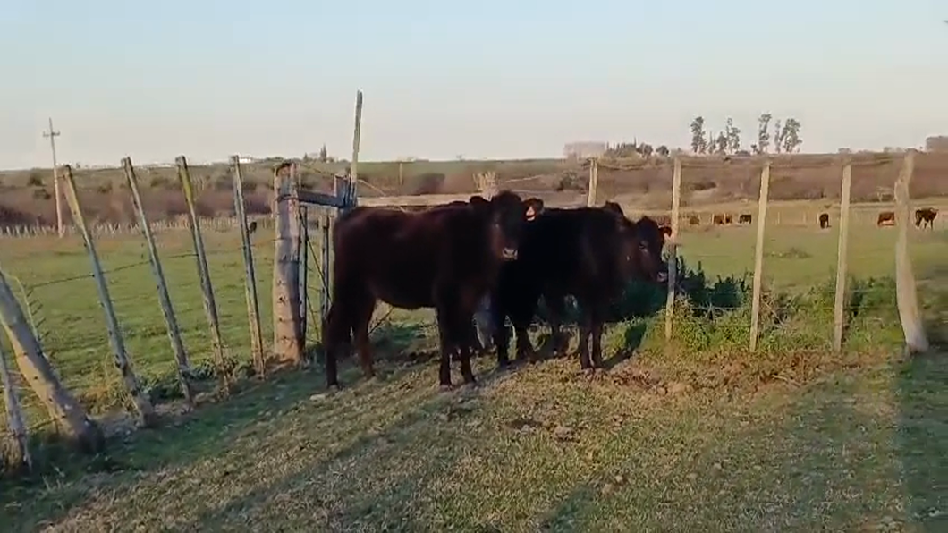 Lote (Vendido)3 Vaquillonas 1 a 2 años ANGUS a remate en #48 Pantalla Carmelo 260kg -  en LA CONCORDIA