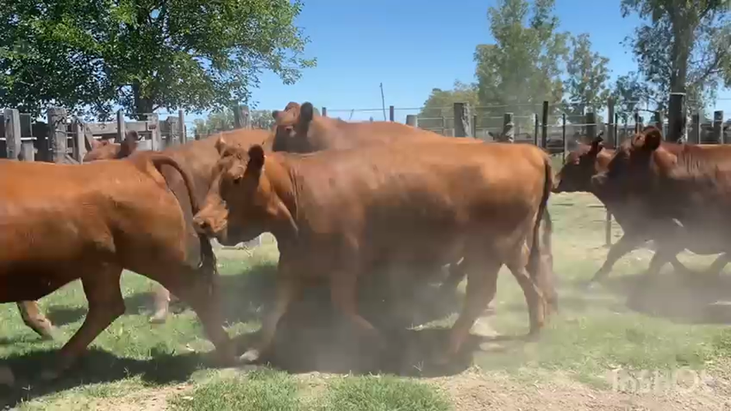 Lote 17 Vaquillonas C/ gtia de preñez en Brandsen, Buenos Aires