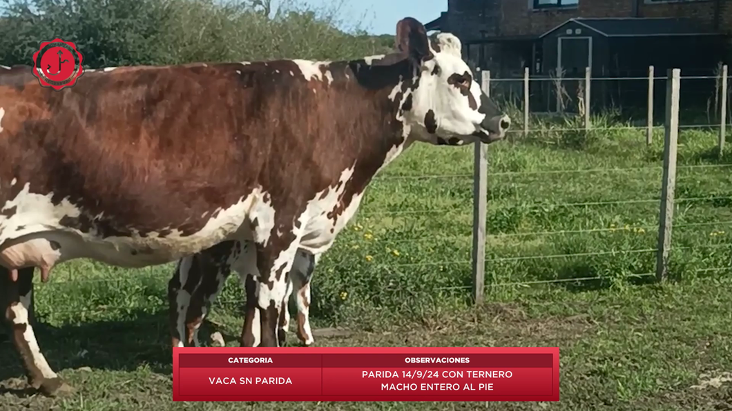 Lote Vaca SN a remate en 8º Remate Anual - Estancia Romanza, Tacuarembó