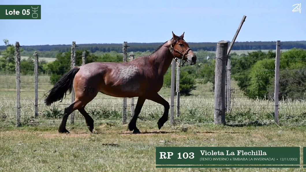 Lote Violeta La Flechilla