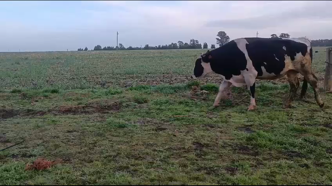 Lote Toros a remate en Aniversario 115 Años - Camy en Ruta 3