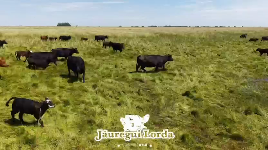 Lote 200 Vacas CUT con cría