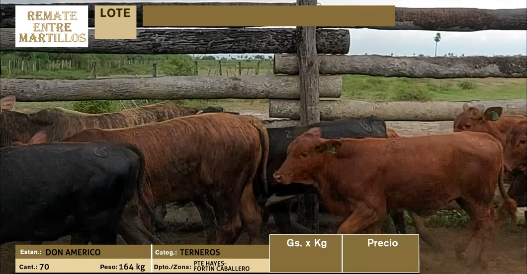 Lote LOTE 5 - 70 TERNEROS