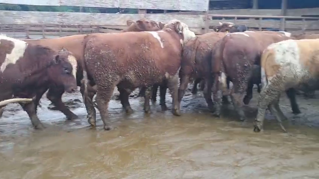 Lote 20 Novillo Gordo en Los Ángeles, VIII Región Biobío