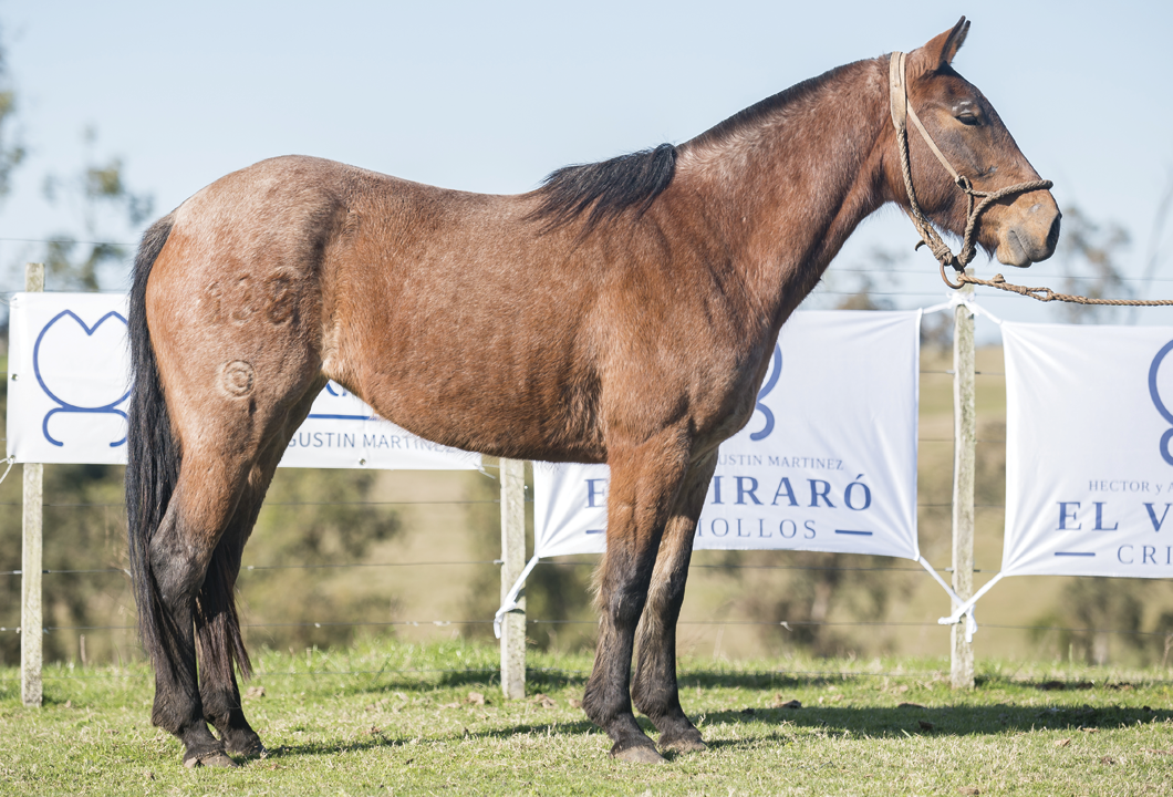 Lote MUZA GILOCA