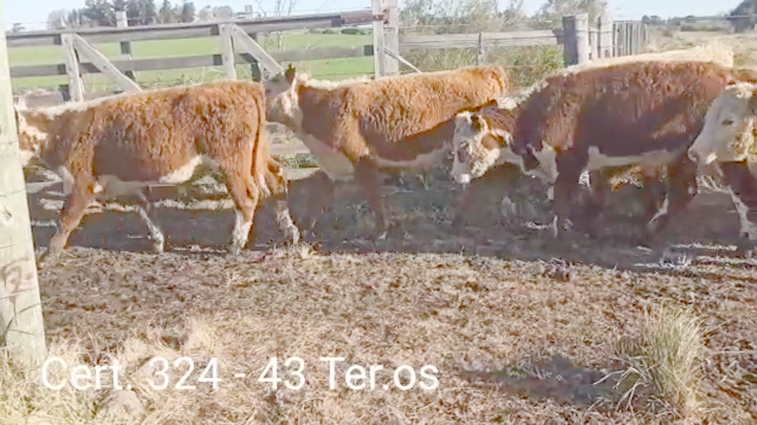 Lote (Vendido)42 Terneros a remate en PANTALLA COCO MORALES 194kg -  en CUEVA DEL TIGRE A 21 KM DE CARDONA