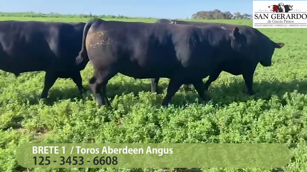 Lote 3 Toros Aberdeen Angus a remate en San Gerardo 2023, Lavalleja