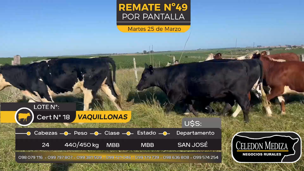 Lote 24 Vaquillonas  en Otra Localidad, San José