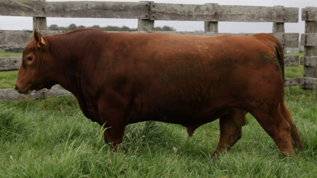 Lote Toros Estancia Mariscala