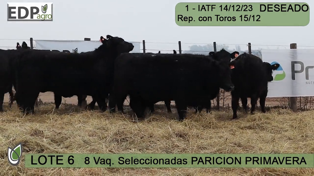 Lote 8 VAQUILLONAS NEGRAS SELECCIONADAS PARICIÓN PRIMAVERA don pedro y la Rosa