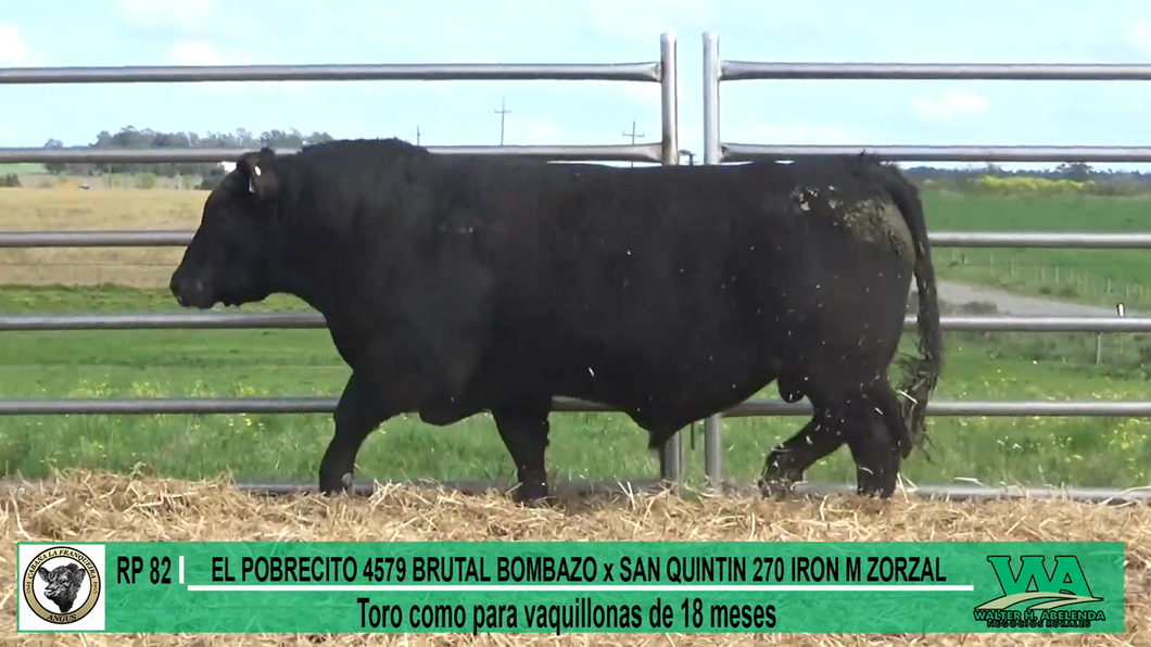 Lote Toros a remate en Cabaña La Franqueira, Florida