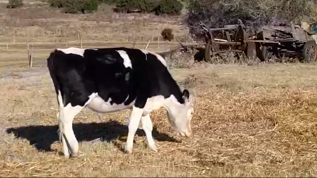 Lote (Vendido)Novillos 1 a 2 años HOLANDO/ HEREFORD a remate en #47 Pantalla Carmelo 300kg -  en CUFRE