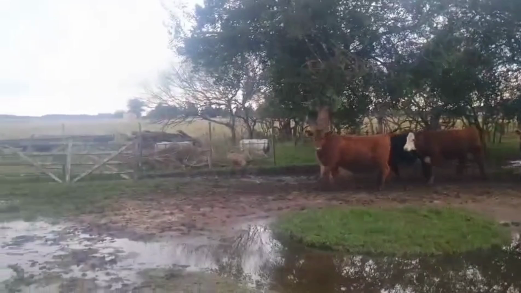 Lote 50 Terneros/as