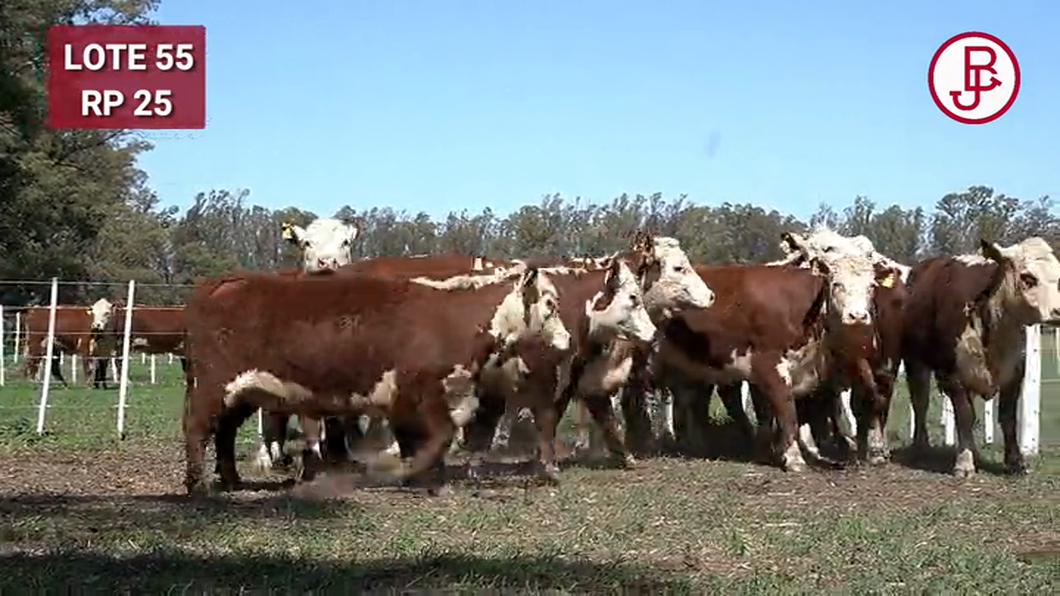 Lote VAQUILLONAS PREÑADAS Polled Hereford -PARICION OTOÑO 2024-