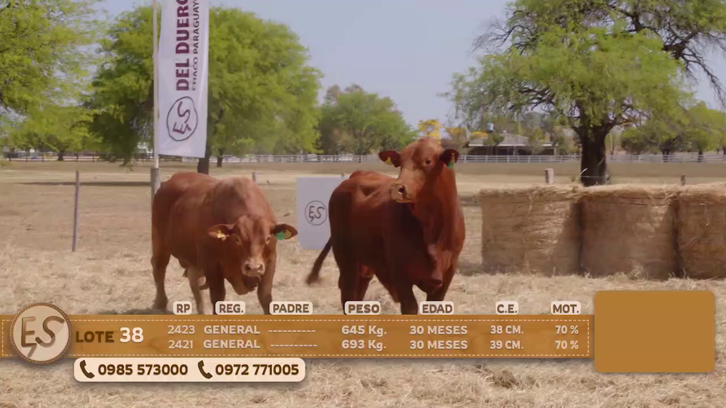 Lote Toro