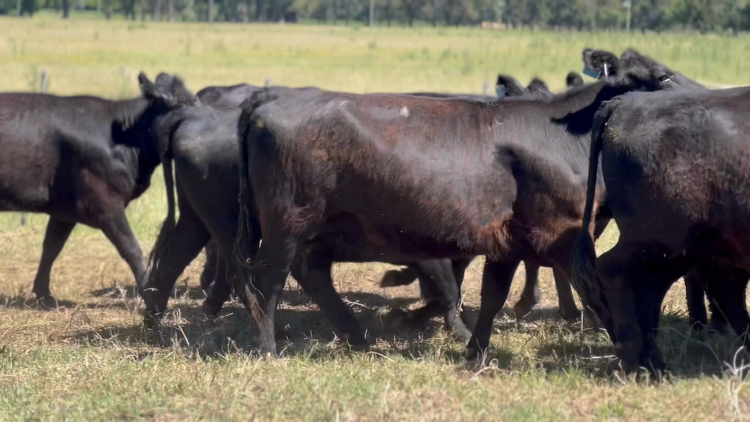 Lote 10 Vaquillonas C/ gtia de preñez en Lincoln