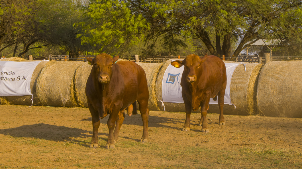 Lote Toros