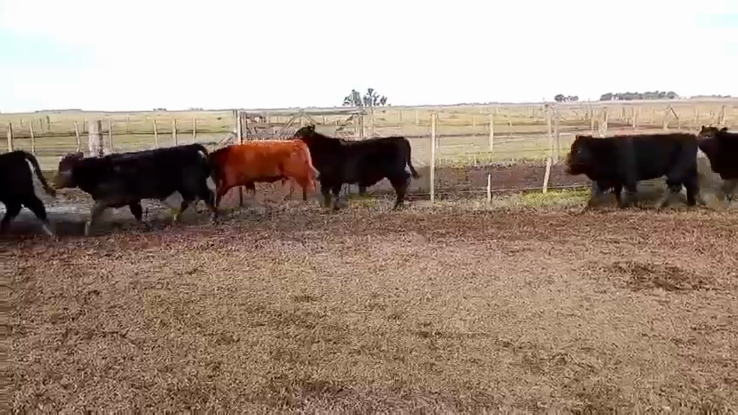 Lote 68 Terneros en Buenos Aires