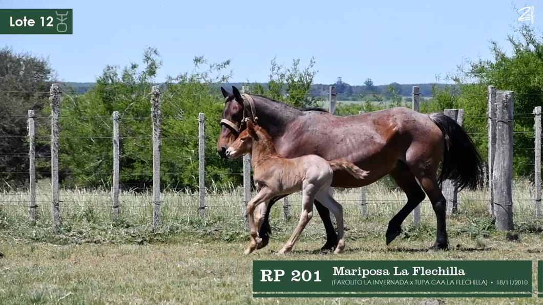 Lote Mariposa La Flechilla