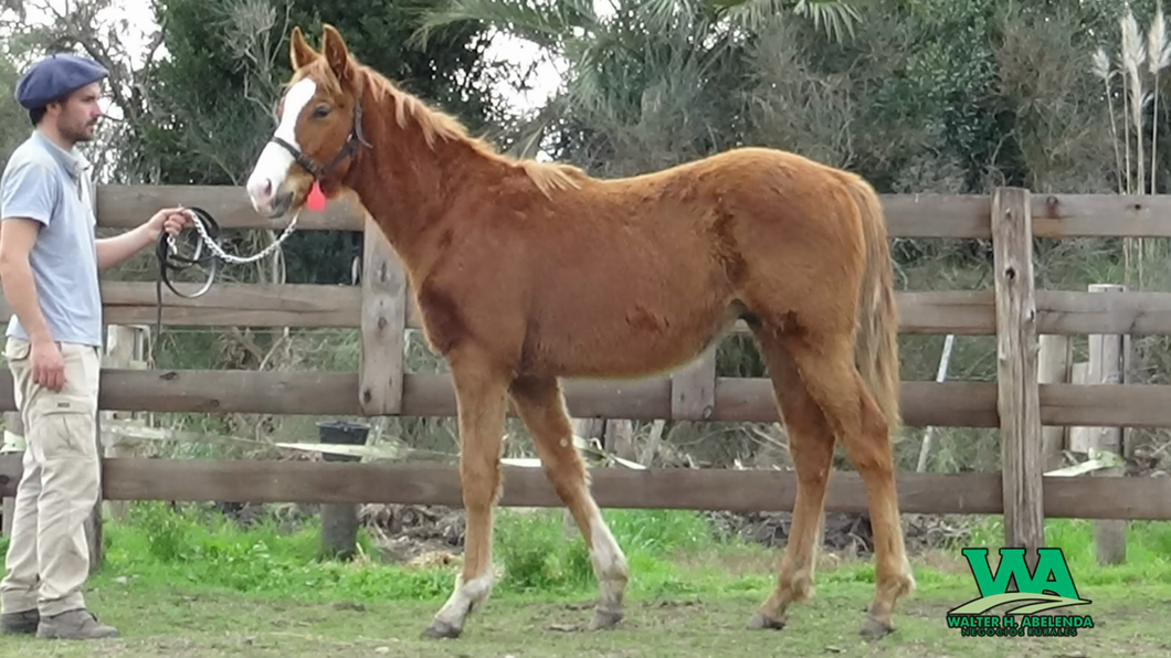 Lote GALIHIELO